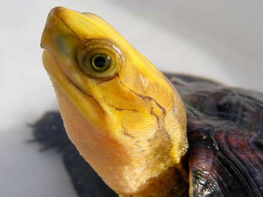 Желтоголовая черепаха, семейство сухопутных черепах